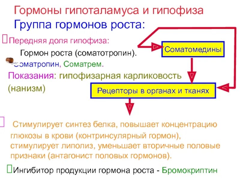 Гормоны, стимулирующие процессы роста у детей. Гормоны гипофиза соматотропин. Что стимулирует гормон роста. Гипофиз гормон роста. Гормоны стимулирующие синтез белка