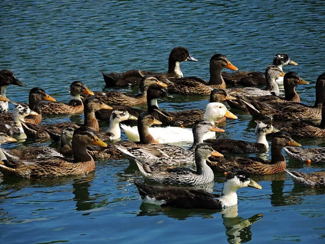 стая диких уток