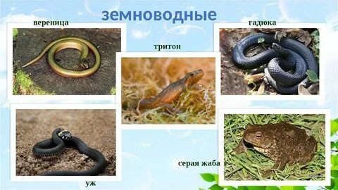 Тритон гадюка