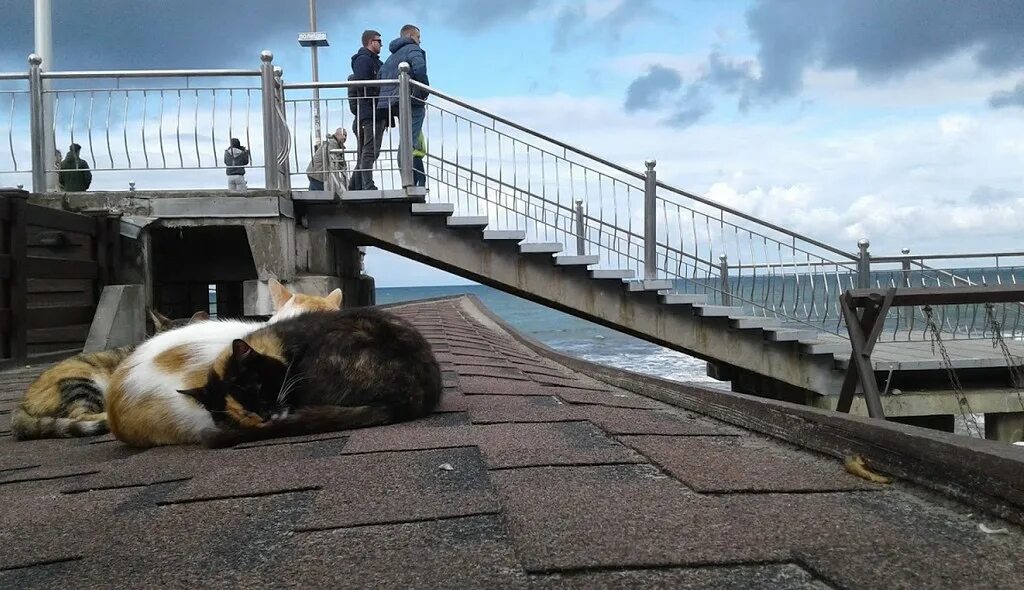 Погода в зеленоградске на 3 дня. Зеленоградск коты. Зеленоградск город котов. Янтарный ветер Калининградская область. Балтийские выходные.