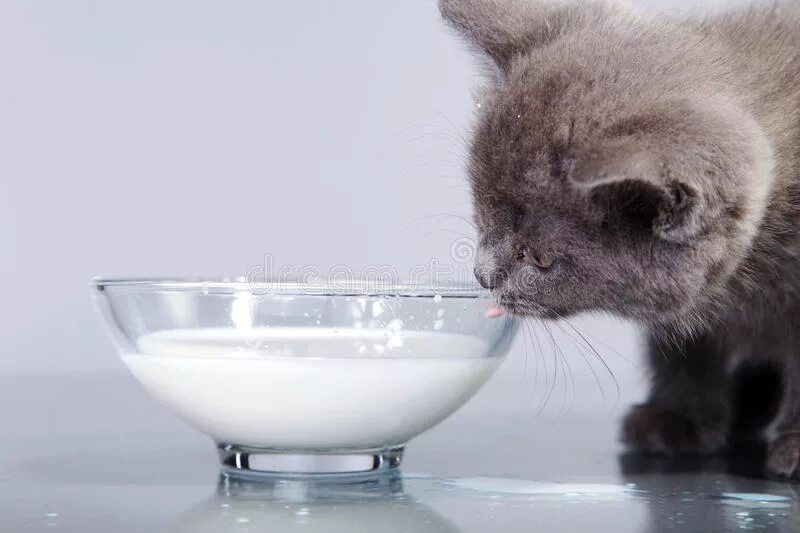 Какое молоко пьют котята. Серый кот пьет молоко. британская кошка пьет молоко. кот британец лакает молоко. котенок в миске с молоком.