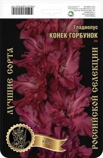 Гладиолус конек горбунок
