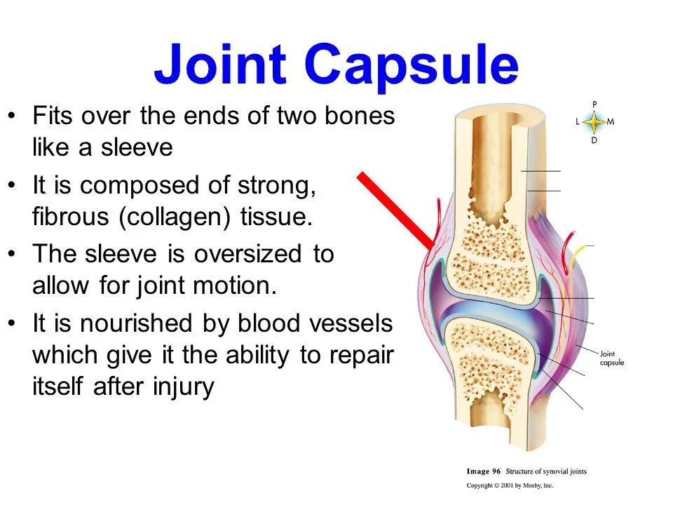 Коллаген сустав Joint. Joint & Tissue препарат. Fibrous Joints. Active Joints Capsule.