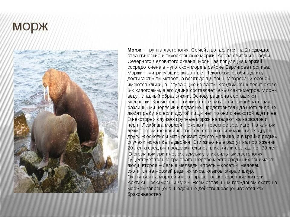 Атлантический морж ареал. Атлантический морж ареал. Обитание моржей. Морж место обитания. Морж место обитания.