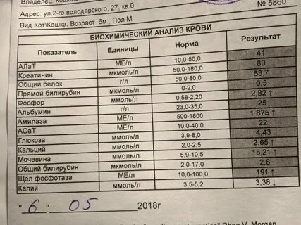 Амилаза норма