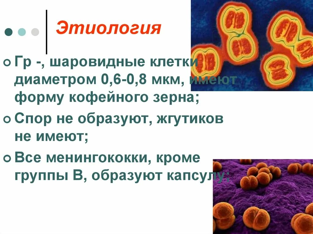 Шаровидную форму клетки имеет. Менингококки форма клетки. шаровидные клетки. факторы патогенности менингококков. менингококки имеют форму.