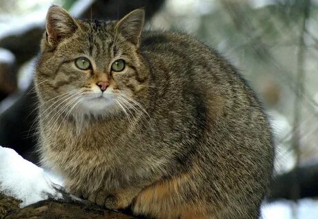 Кавказская кошка
