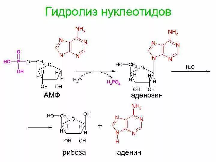 Аденозин 3 5 монофосфат гидролиз. Аденозин 5 фосфат гидролиз реакция. Гидролиз 5 адениловой кислоты. Аденин рибоза три