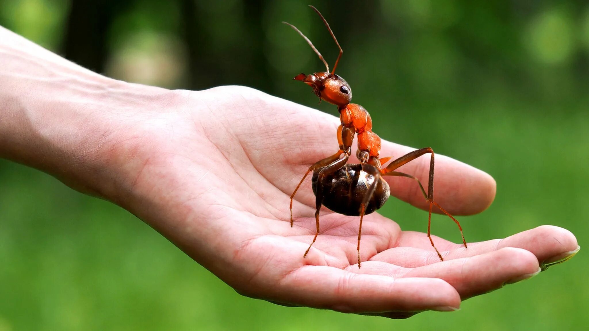 Динозавровый муравей. Муравей Голиаф. Муравьи Dinoponera gigantea. Гигантский амазонский муравей. Африканский муравей гигант.