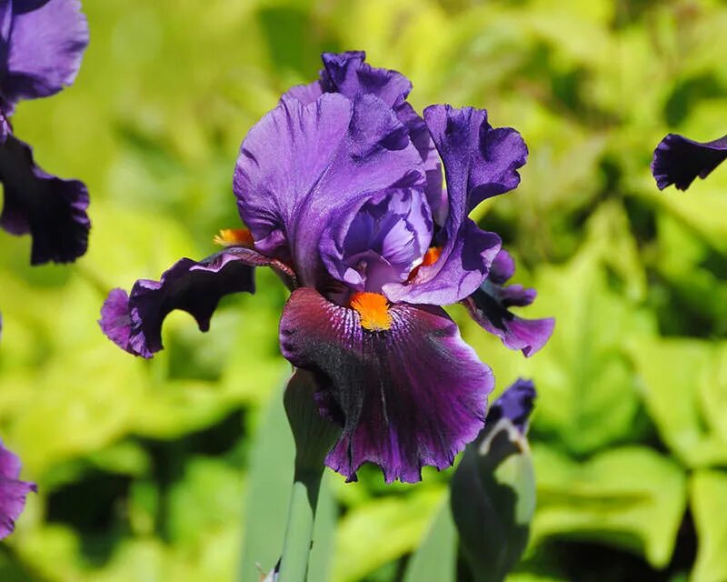 ирис германский "alpine castle". ирис тонколистный синий. вселенная ириса. ирис цветок. вселенная ириса.