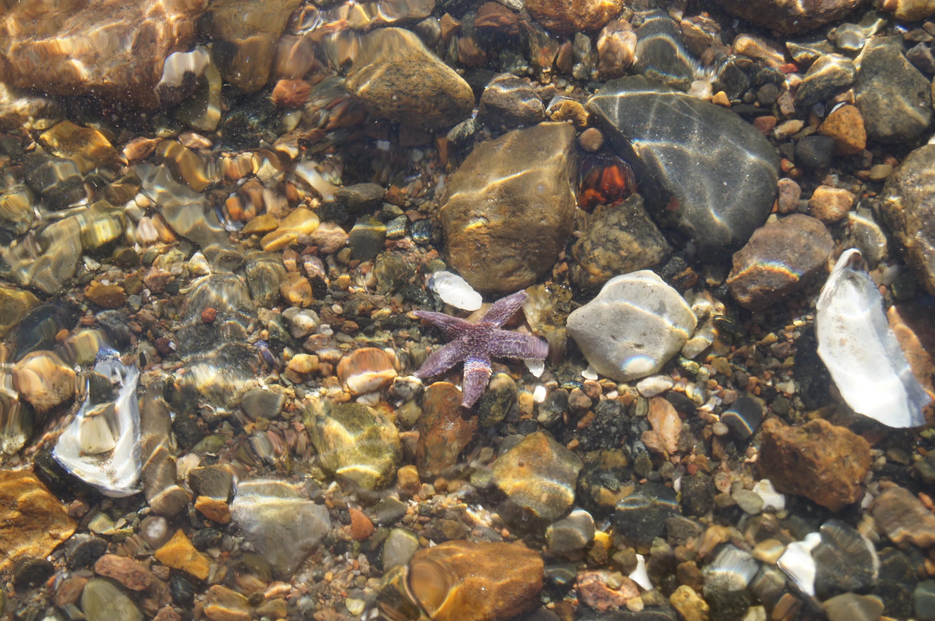 Подводные камни купить. Камни на дне моря. Морское дно галька. Камешки в прозрачной воде. Морские камни и вода.