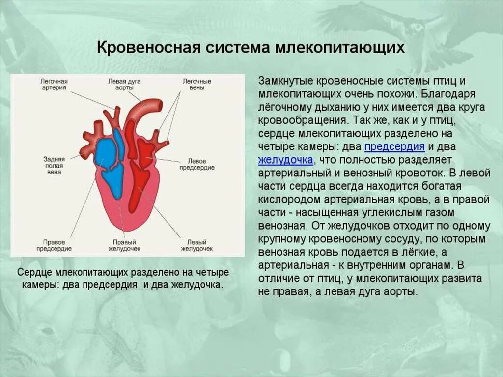 Какая кровь у млекопитающих животных. Состав кровеносной системы млекопитающих. Особенности строения органов кровообращения у млекопитающих. Кровеносная система предсердие желудочек. Схема строения сердца и кровеносной системы млекопитающих.