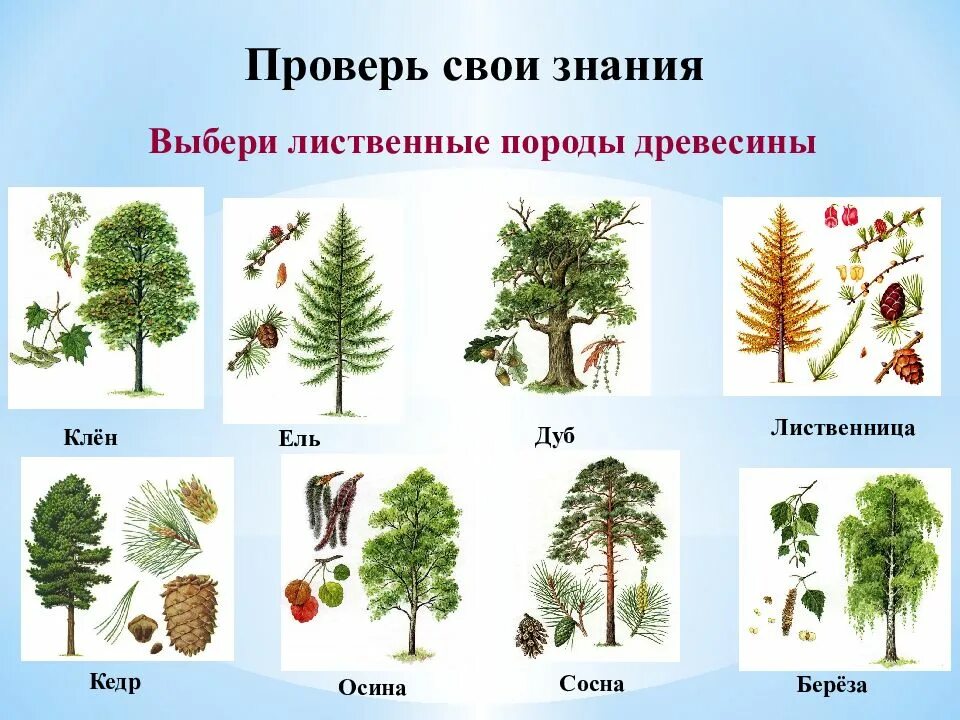 Окружающий мир название деревьев