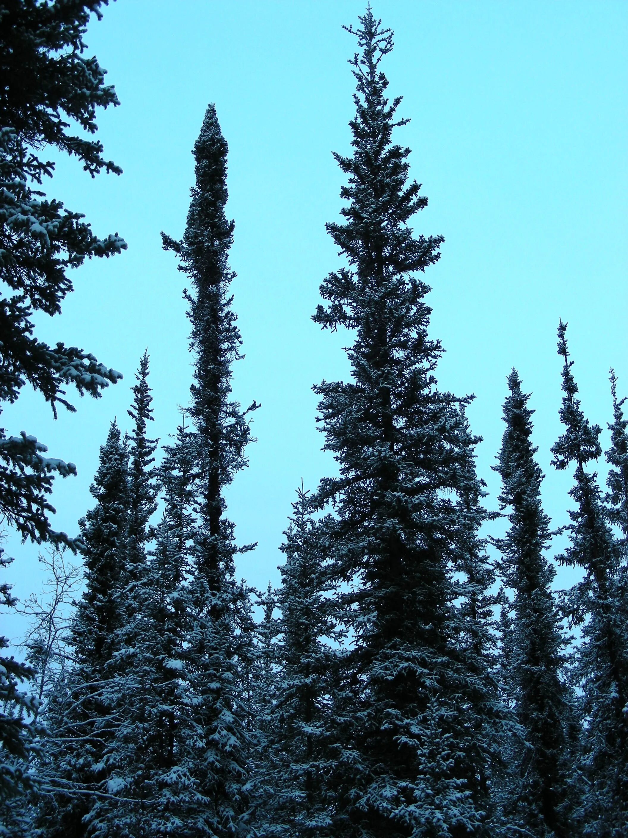 Сорта ели черной. Ель черная Picea Mariana. Спрус – канадская черная ель. Чёрная ель в Северной Америке. Ель черная (Picea Mariana) Nana.