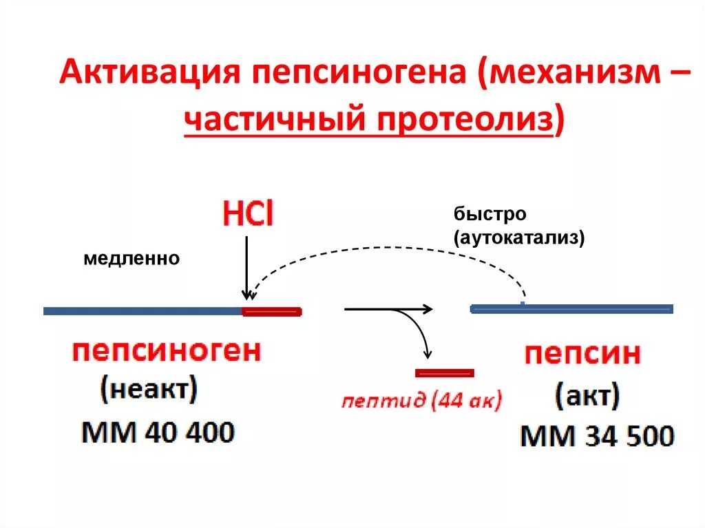Пепсиноген 2 что показывает. Пепсиноген 2 что показывает