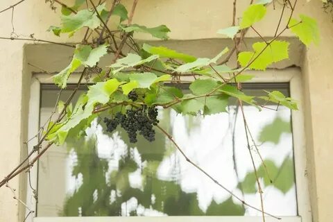 Лоза мартыновский пер 39 отзывы