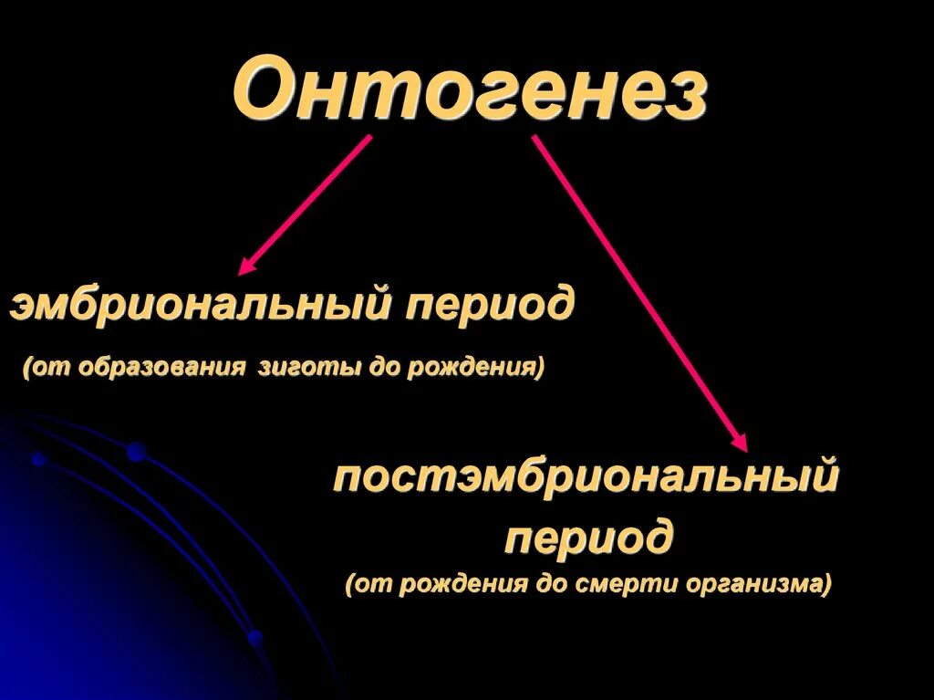 Онтогенез просто. Онтогенез. Периоды онтогенеза. Онтогенез эмбриональный период постэмбриональный период. Понятие об онтогенезе человека.