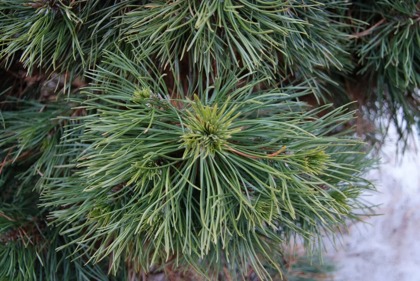 Pinus mugo misty. Сосна горная (сорт 'chameleon'). Pinus mugo misty. Сосна горная мисти. Pinus mugo misty.