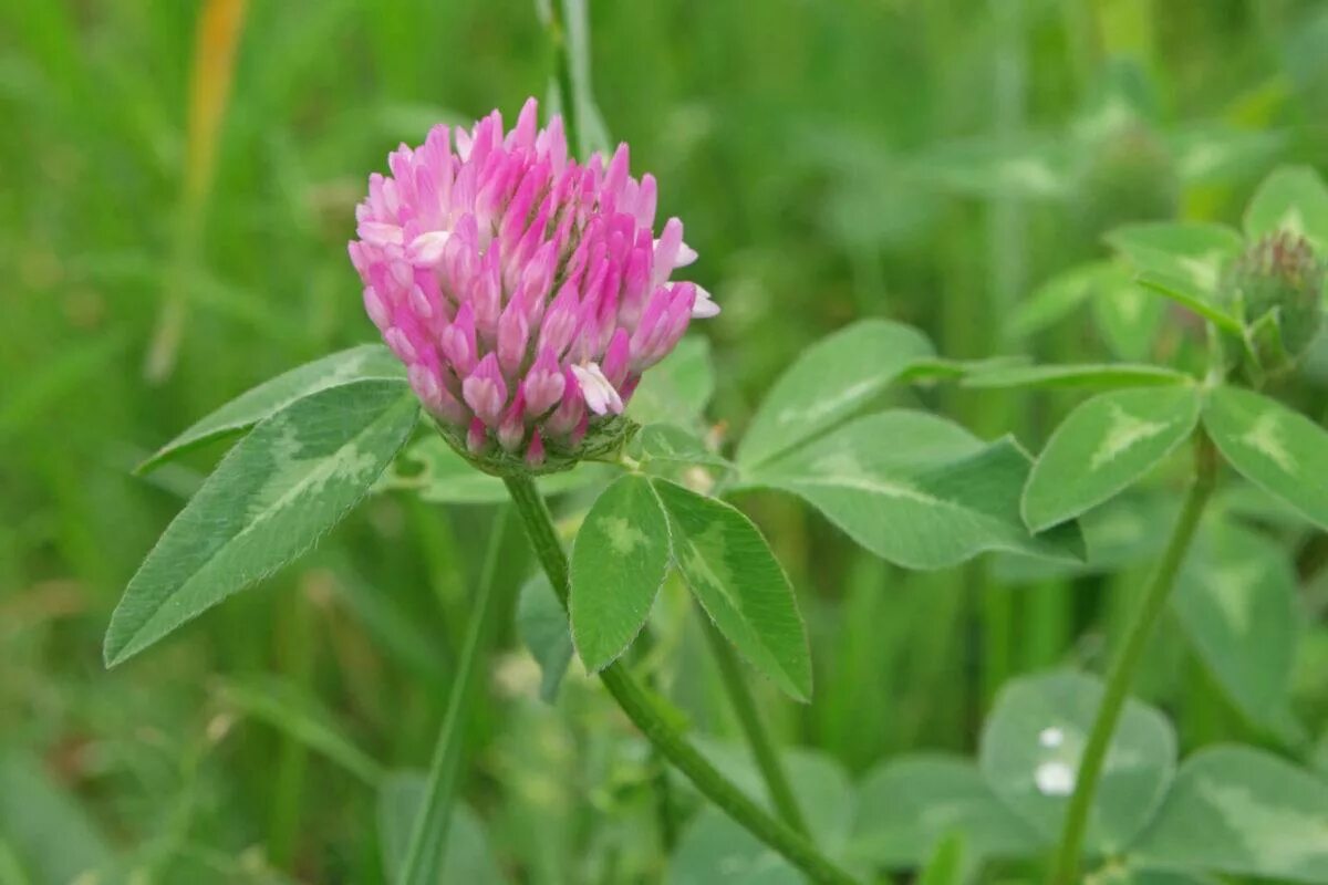 Клевер растение фото. Клевер Луговой. Клевер красный (Trifolium Rubens). Клевер кормовистый. Клеверкрасныйлкговойрастенте.