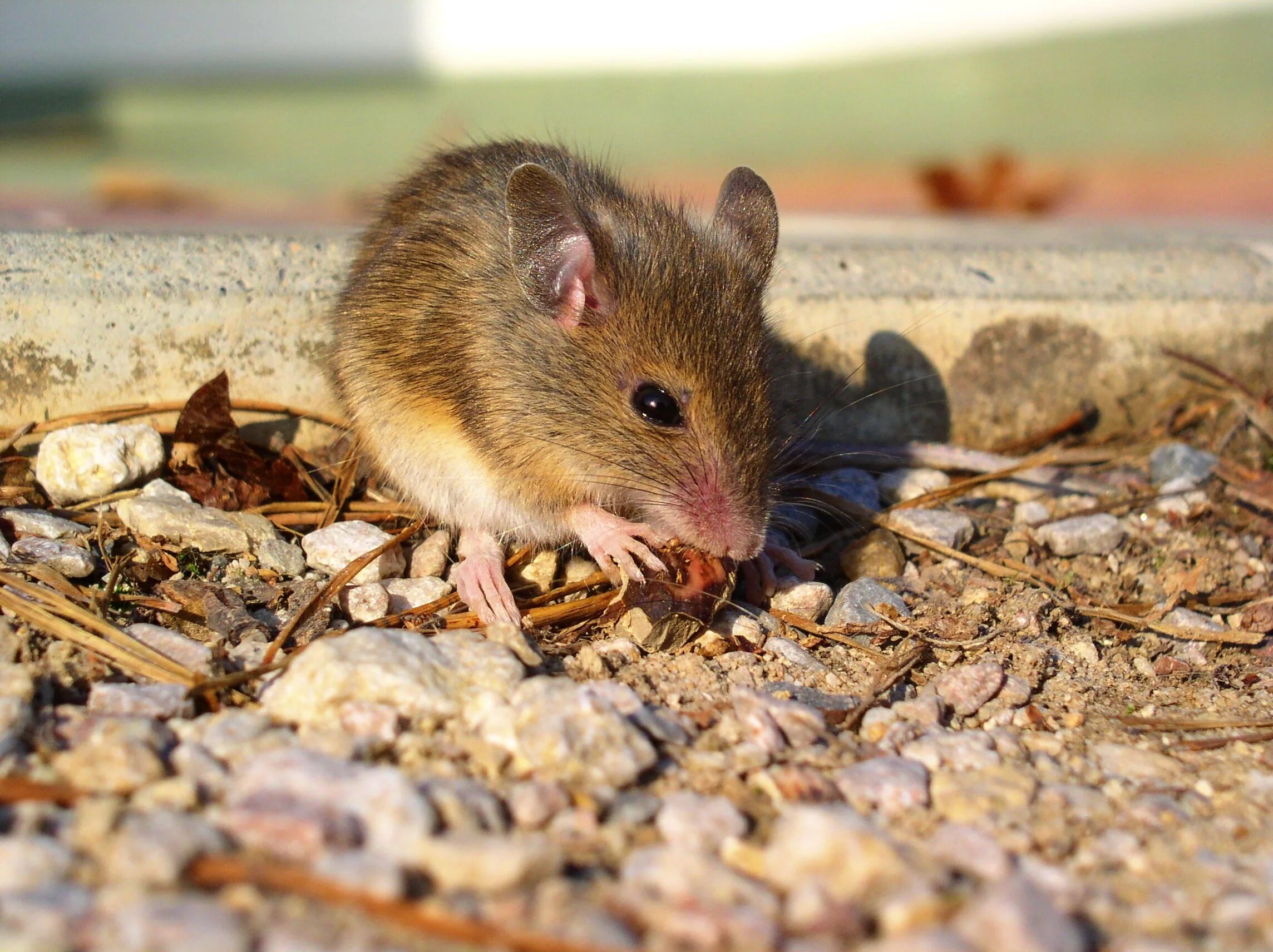Желтогорлая мышь. Крыса Песчанка. Mus musculus домовая мышь. Большеухая полевка. F mice