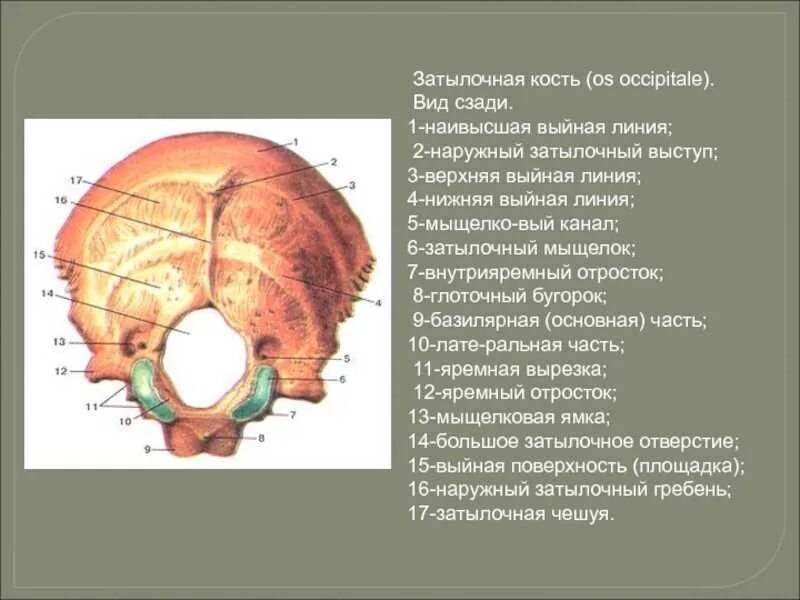 Кости черепа затылок. Затылочная кость черепа анатомия части. Строение затылочной кости черепа человека анатомия. Верхняя выйная линия затылочной кости. Внутрияремный отросток затылочной.