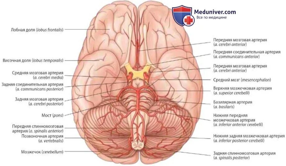 Кровоснабжение мозга передняя мозговая артерия. Кровоснабжения лобной доли головного мозга. Передняя мозговая артерия анатомия. Артерии основания головного мозга анатомия.