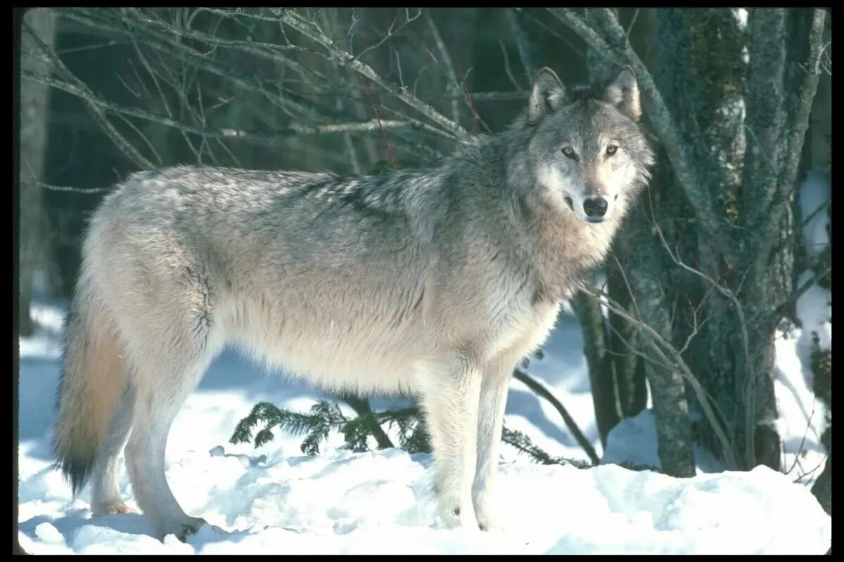 Тундровый волк. Canis Lupus Linnaeus. Волк серый. Волк для детей. Волк детям о животных