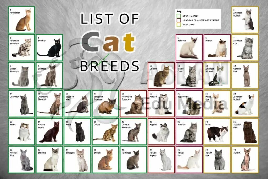 Список пород кошек. Таблица всех пород кошек. Породы кошек плакат. Породы кошек по алфавиту.