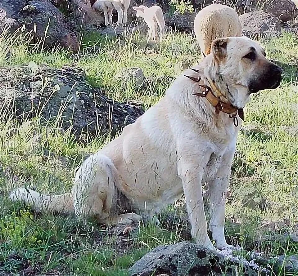 Калган собака фото Собака колган