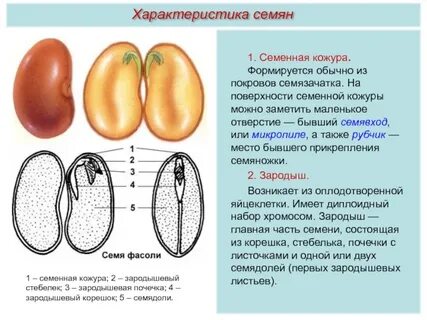 Зародыш семени набор хромосом
