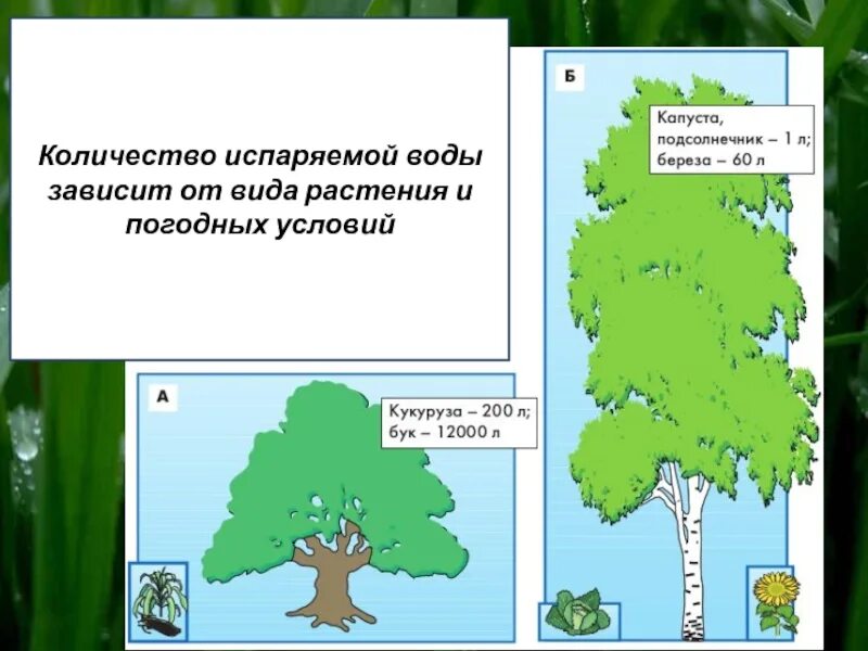 Количество воды испаряемое растением. Какие растения испаряют наибольшее количество воды. Объем воды испаряемые растения. Деревья поглощающие много воды. Сколько воды в деревьях