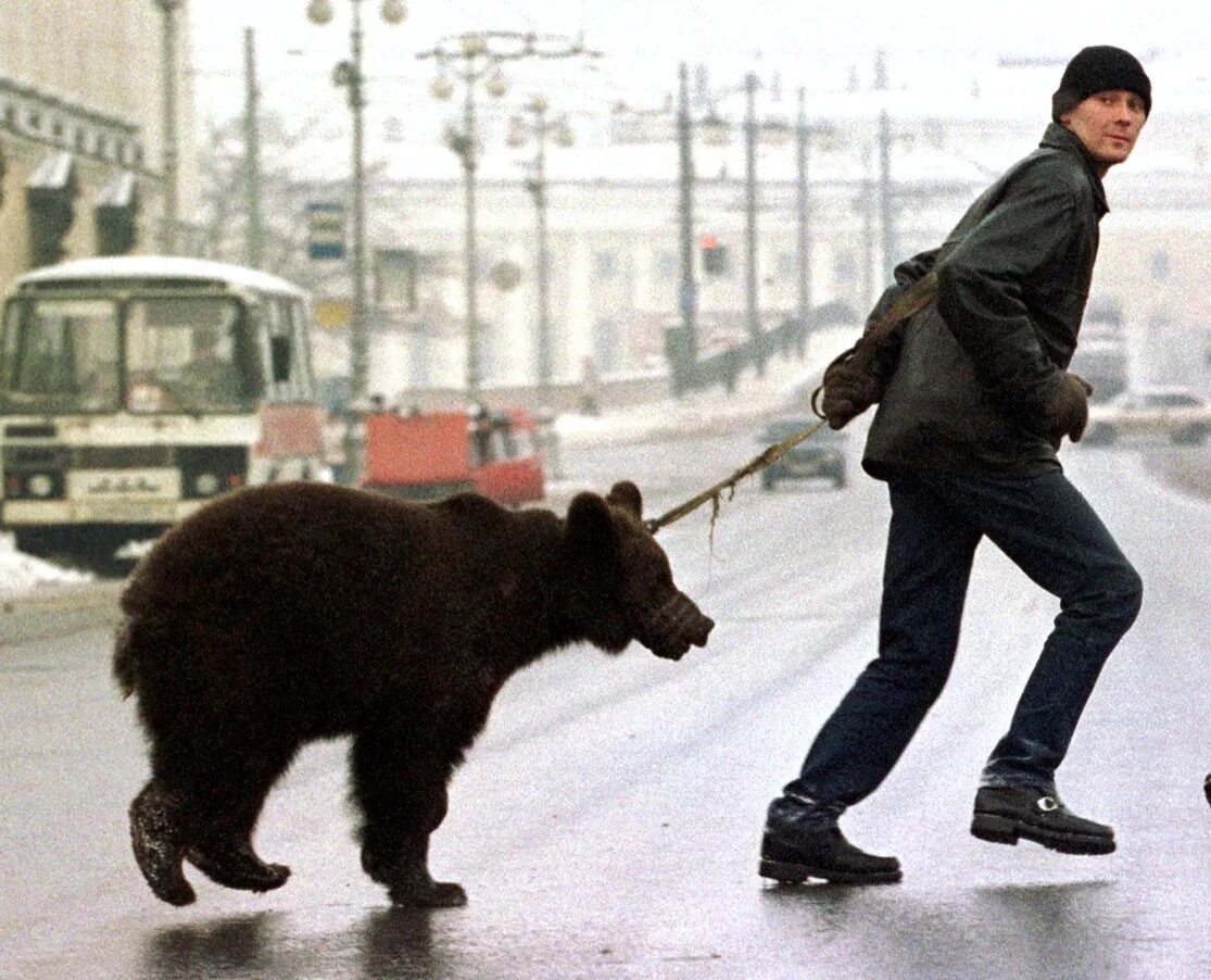 Медведь на улице. Медведи на улицах России. Медведь гуляет по улице. Медведи по улицам России. Russian petting