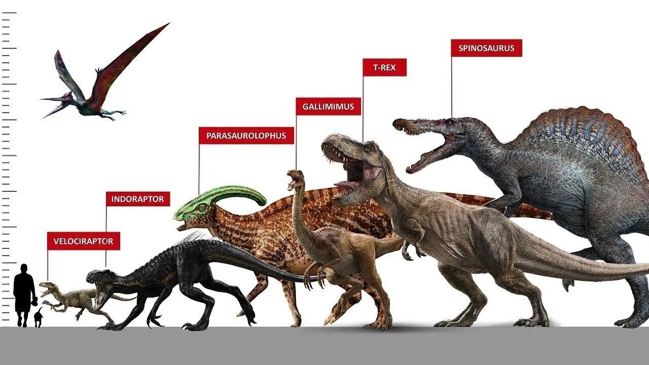 Сравнение динозавров. Индоминус рекс и Тиранозавр сравнение. Мир Юрского периода размер динозавров. Спинозавр и Индоминус рекс сравнение. Спинозавр и Тираннозавр.