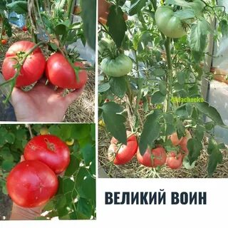 Томат великий