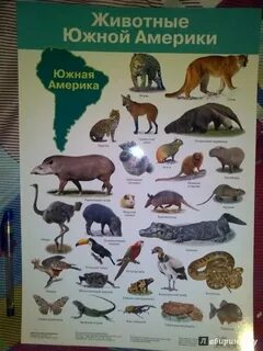 Животный мир южных материков