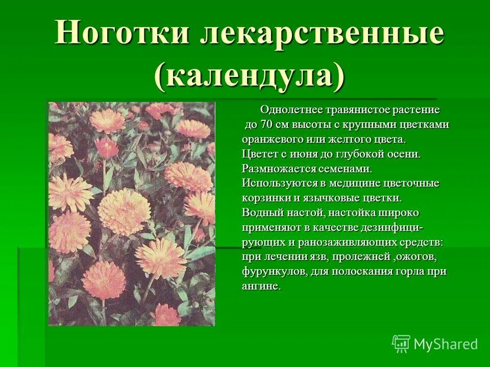 Растения выполняют роль санитаров. Лекарственные растения календула. Однолетние лекарственные растения. Ноготки лекарственные описание. Календула соцветие.