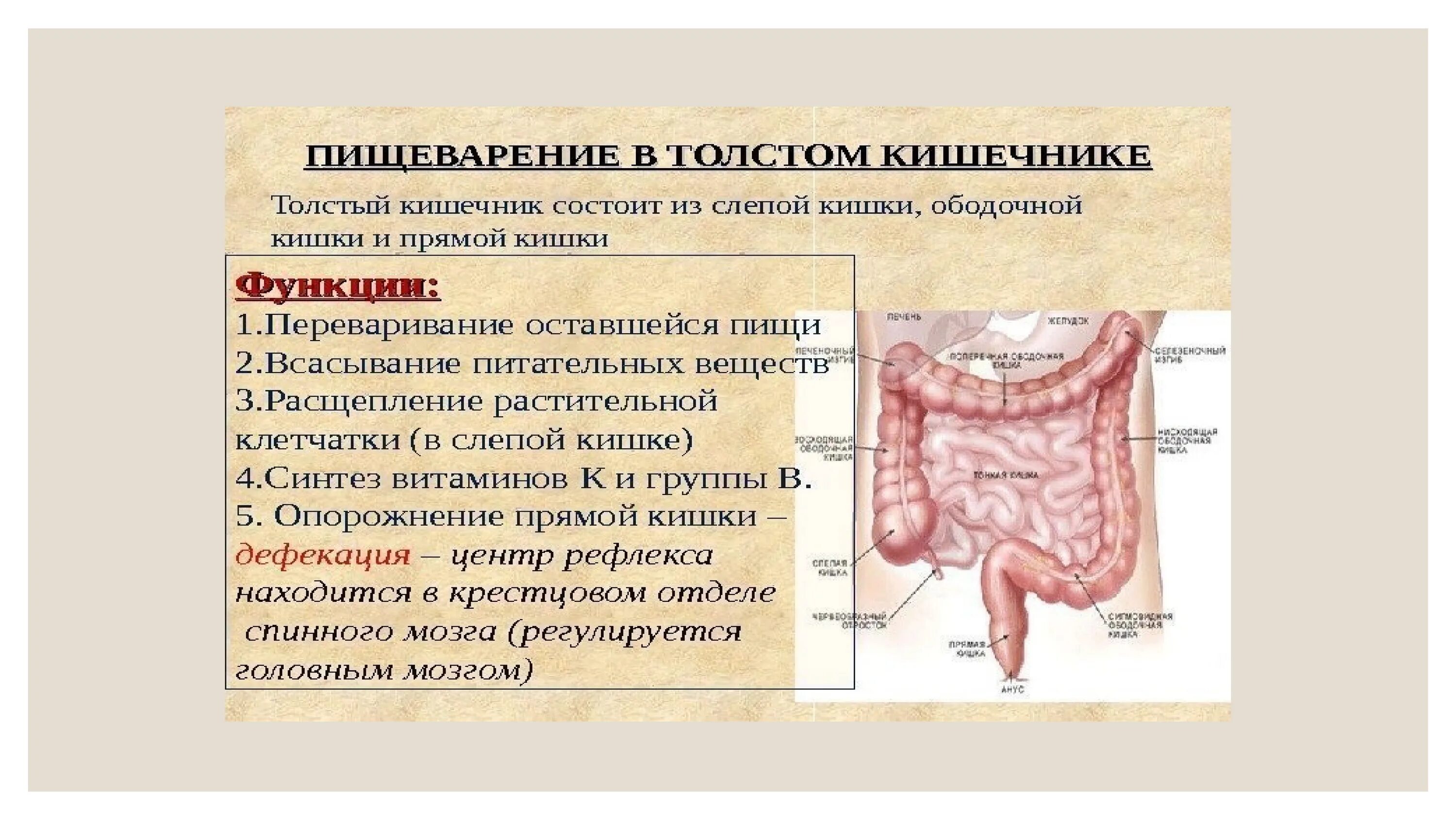 Слепая кишка кратко. Пищеварение в кишечнике всасывание. Процессы пищеварения в тонком кишечнике. Пищеварение в прямой кишке. Процессы пищеварения в толстом кишечнике.