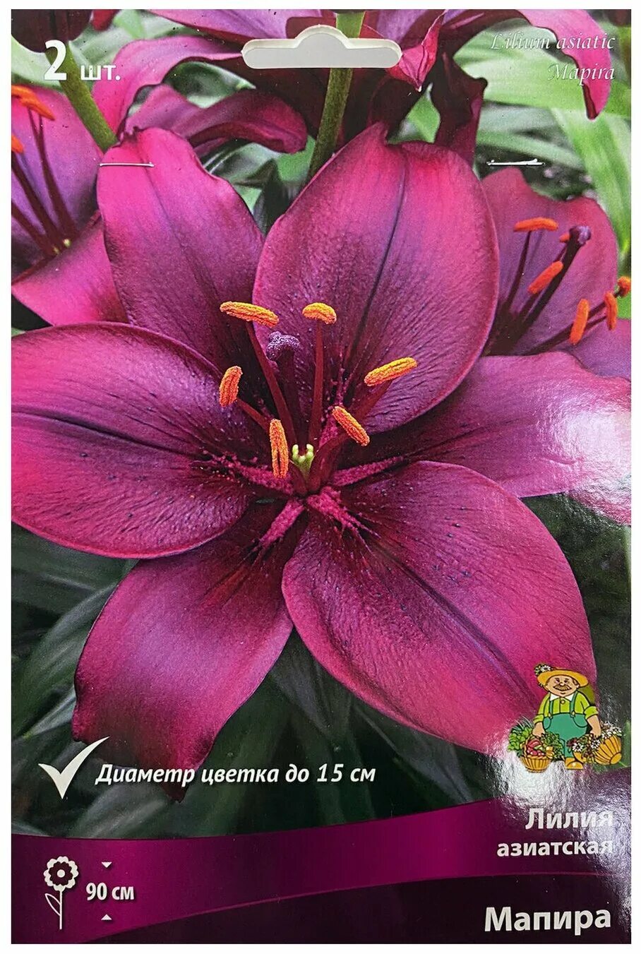 Лилия мапира фото и описание отзывы Лилия азиатская "Мапира" (2 шт. в упаковке) buy at the price of 322.00 руб. in