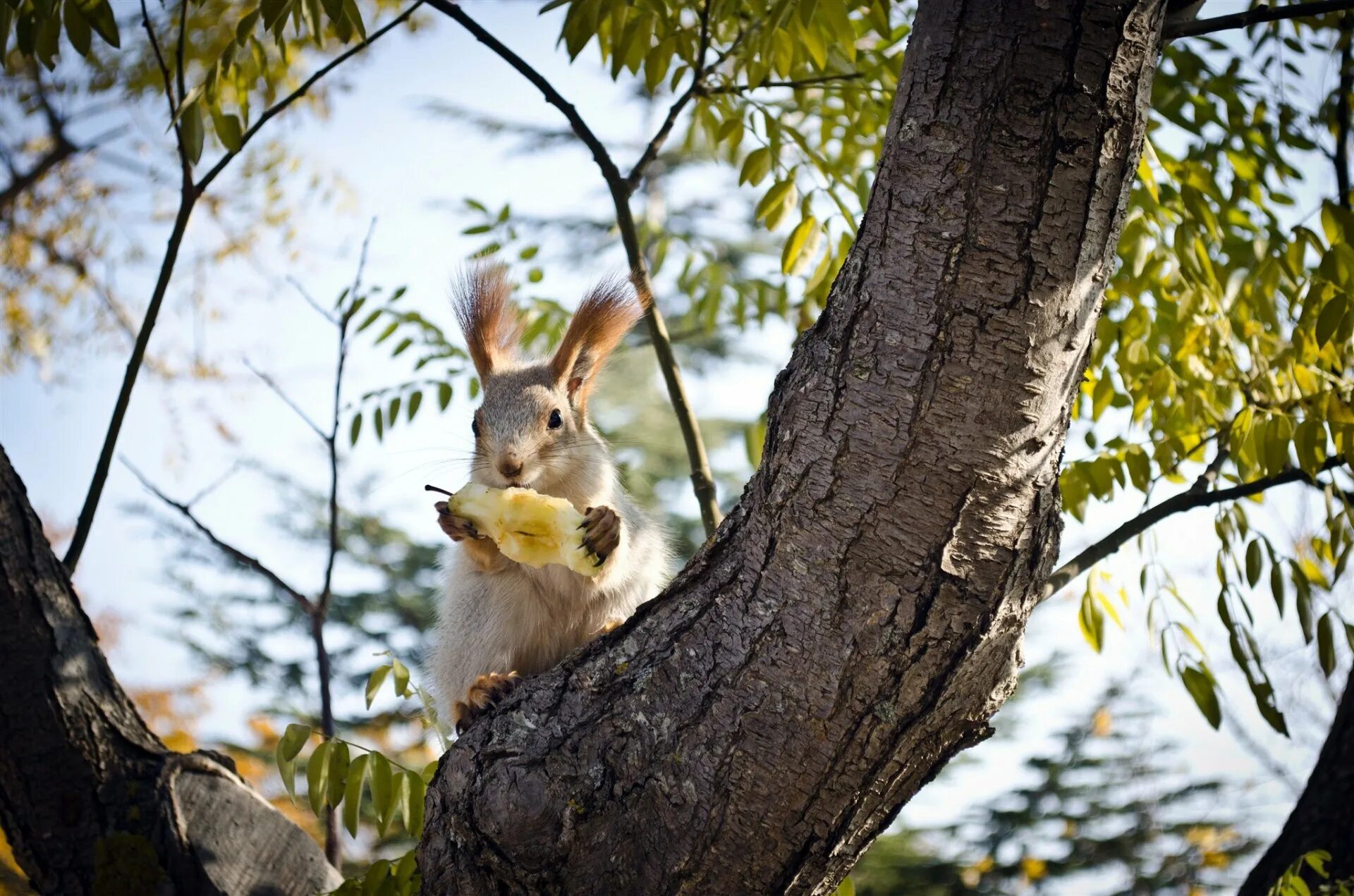 Заяц белка. Заяц в дереве. Животные весной. Белки на дереве.