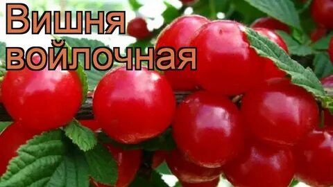 Вишня натали описание сорта