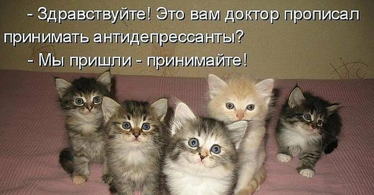 Коты антидепрессанты. Юмор про котов. Открытки с котами прикольные с надписями. Картинки котят с надписями. Они все меня хотят как телочки котят