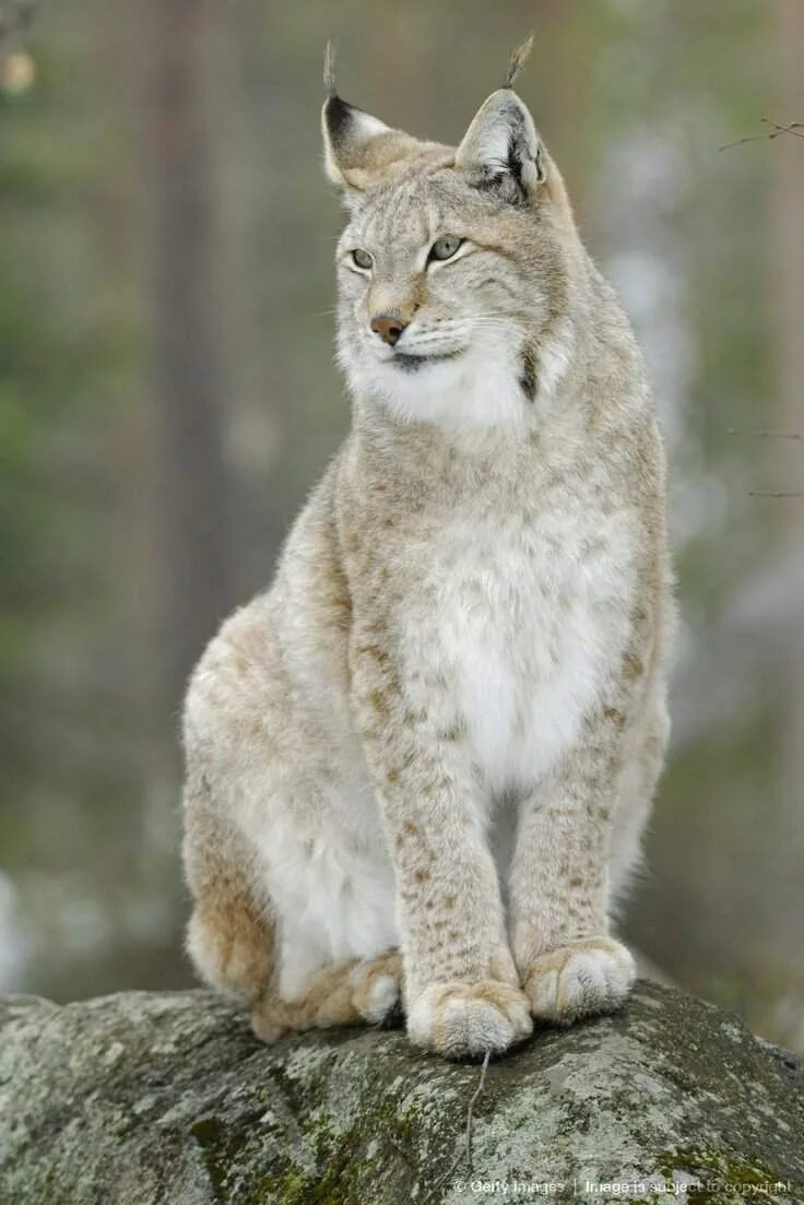 Рысь Линкс. Восточно Сибирская Рысь. Рысь - Lynx Lynx (Linnaeus, 1758). Якутская Рысь.