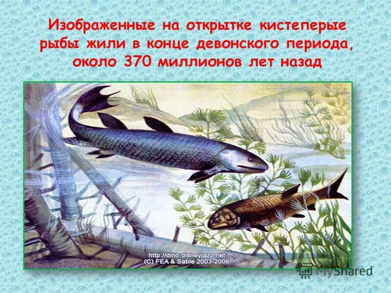 рыбы презентация 6 класс 8 вид природоведение