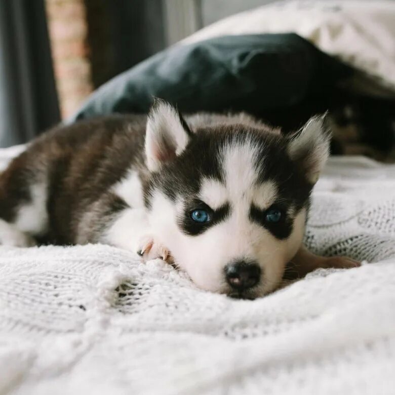сибирские хаски голубоглазые. сибирский хаски разноглазый. хаски щенка глаза. хаски голубоглазые. хаски щенка глаза.