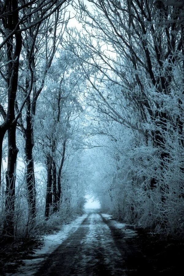 Мрачный зимний пейзаж. Готика зима. Зима Эстетика. Природа зима темные.