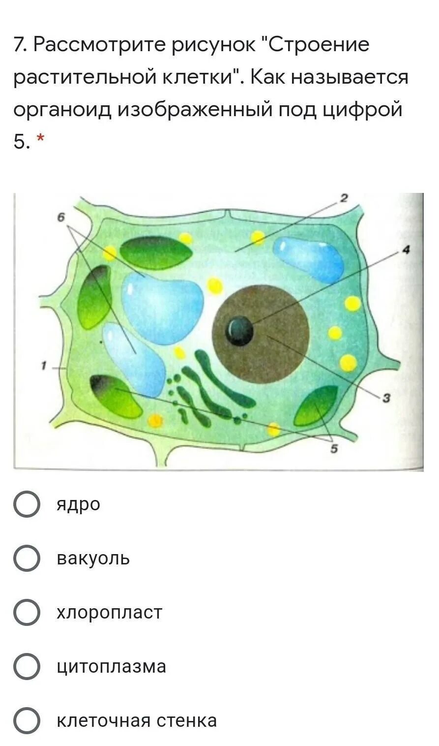 Строение клетки растения 7 класс. Органоиды растительной клетки рисунок. Строение растительной клетки 7 класс биология. Растительная клетка с подписанными органоидами.