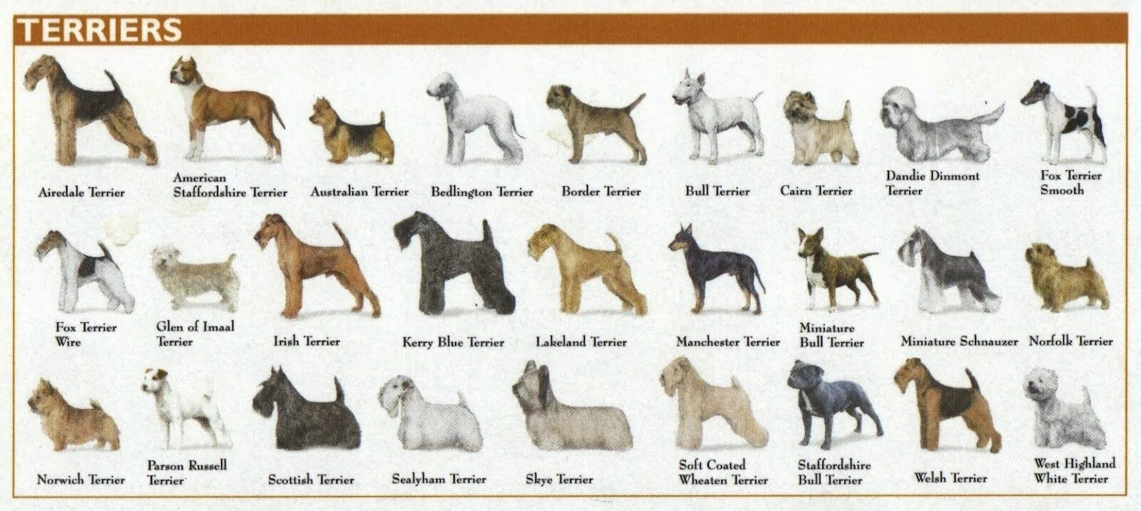 Terrier перевод. Terrier перевод. Terrier перевод. Якширтерьерский терьер. Terrier перевод.