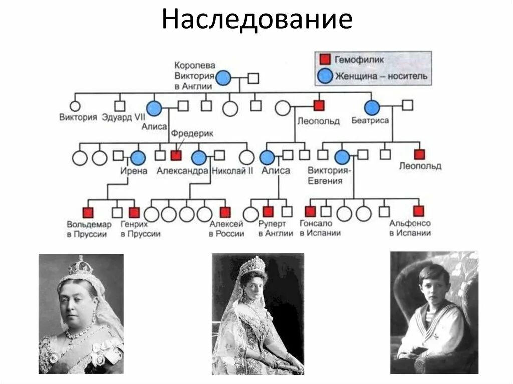 Генеалогическое Древо Виктории королевы Англии. Родословная Виктории королевы Англии. Династия королевы Виктории Древо. Семейное Древо королевы Виктории. Гемофилия романов