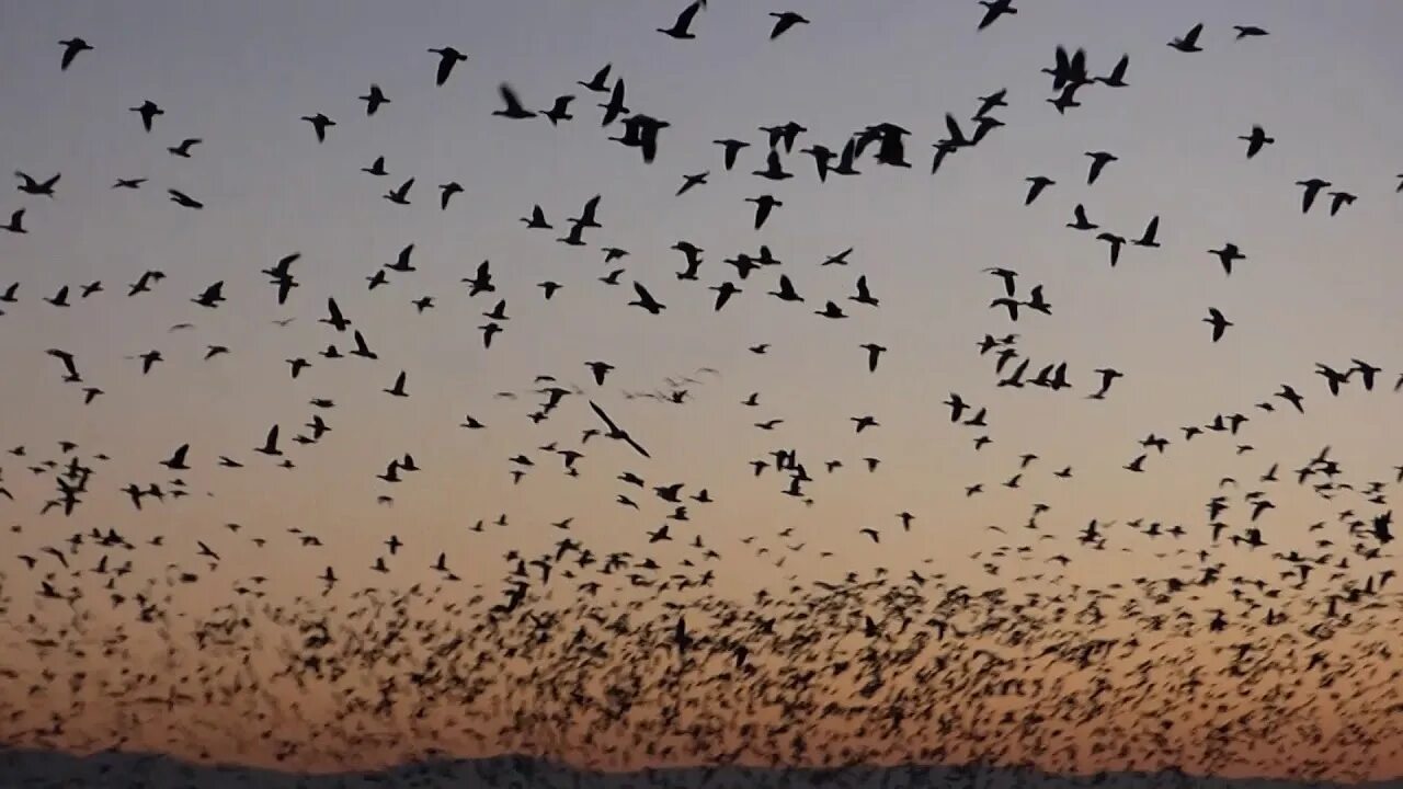 Слушать птичья стая. Flock!. Стая птиц. Дикие гуси перелетные птицы. Стая птиц египет.