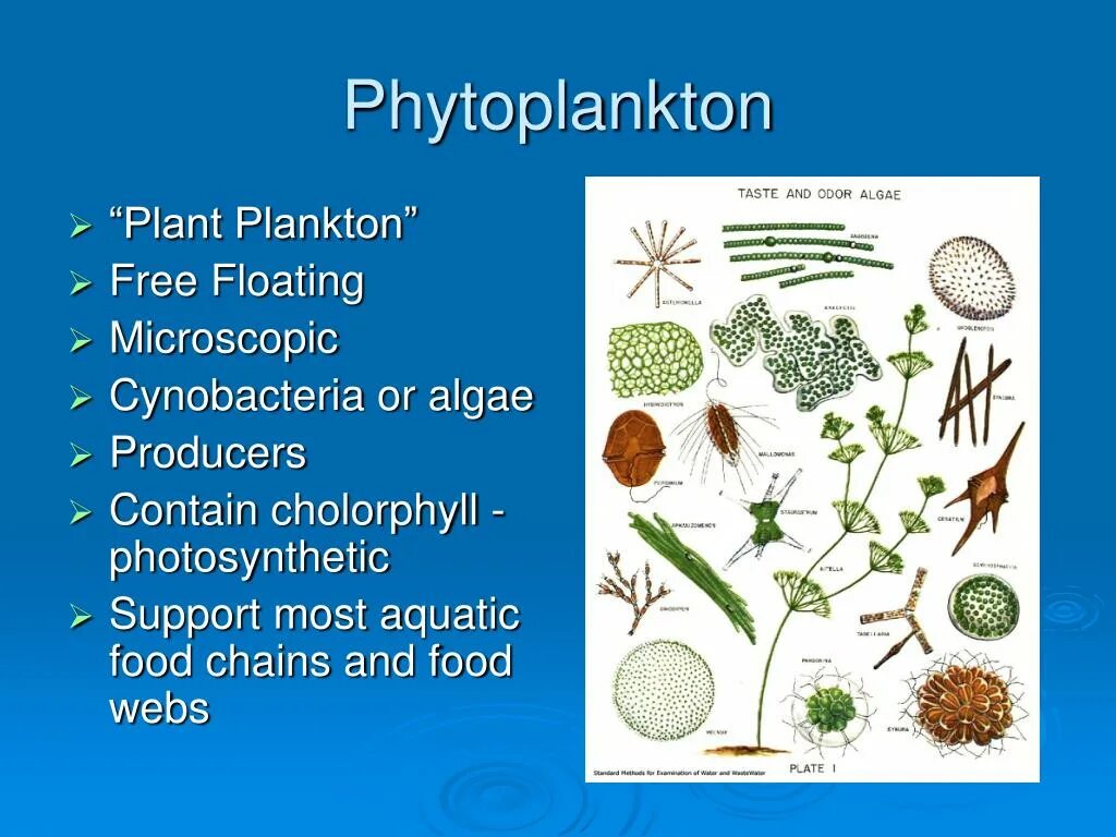 Фитопланктон виды. Фитопланктон фотосинтез. Планктон растение. Фитопланктон это растение. Хлорофиллы фитопланктона.